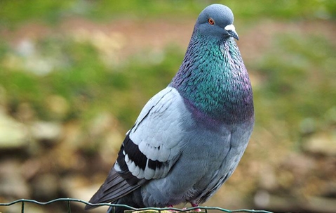 Equipped Pigeon